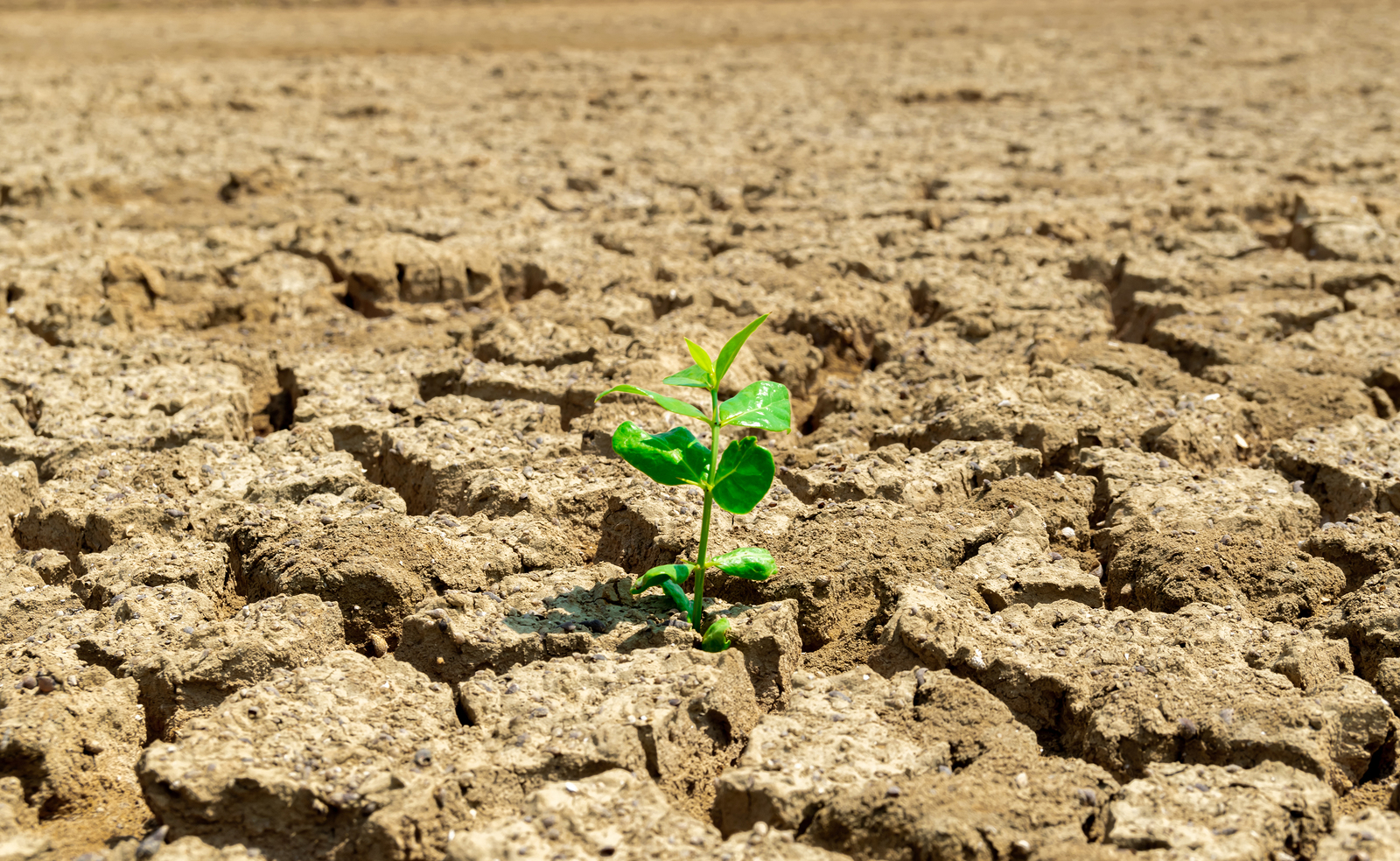 Sucho Agroinsurance