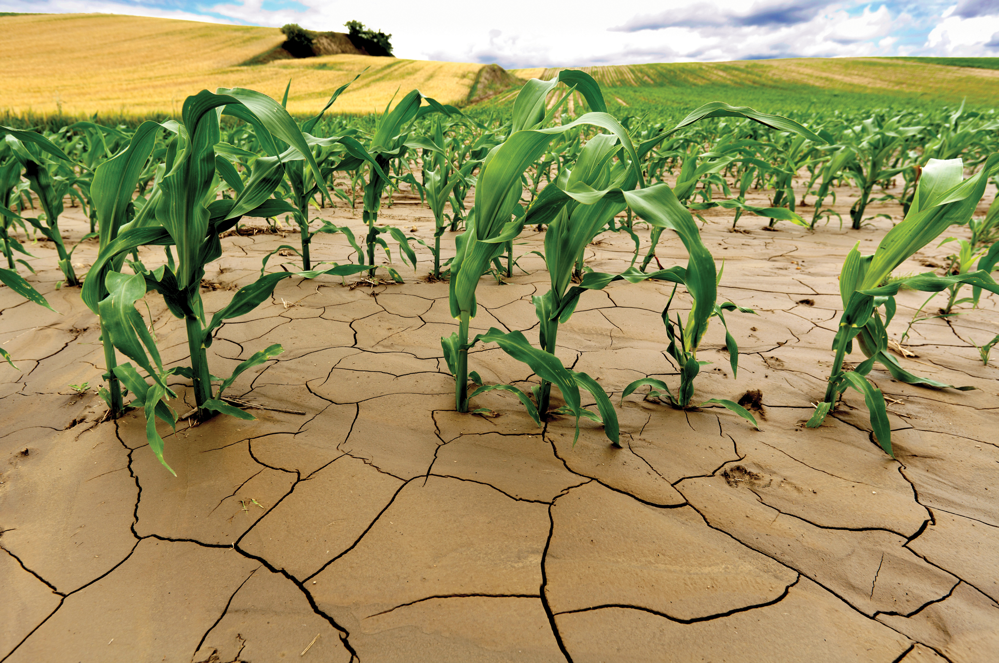 Засухи селекция. Засуха трава. Засуха в Муроме. Кукуруза засуха.