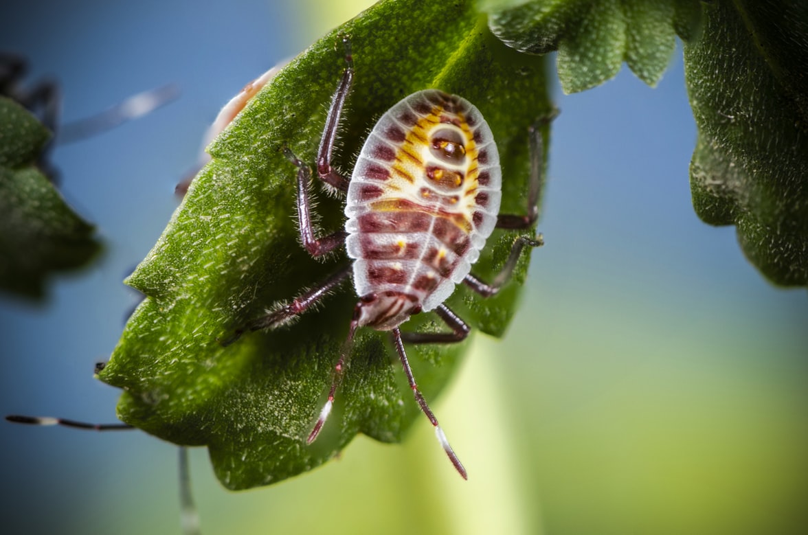Zinger Insects Agroinsurance